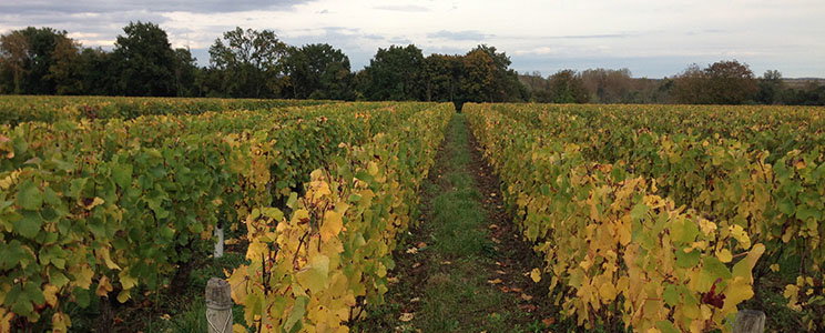 Domaine Luc Tabordet
