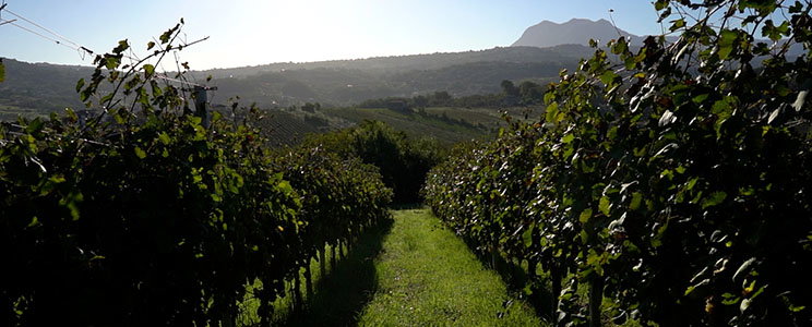 Cantina dei Monaci