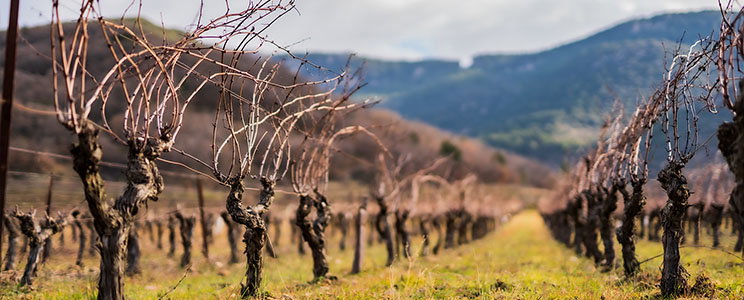 Domaine la Rouquette