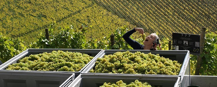 Weinwerk