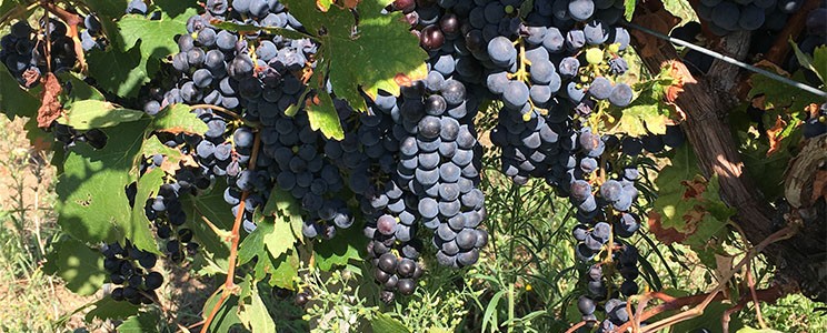 Winewas