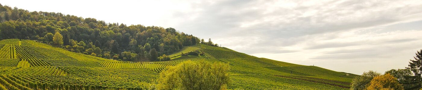 Fellbacher Weingärtner
