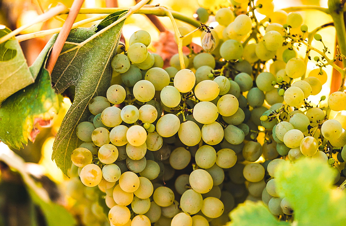Vigne Irpine