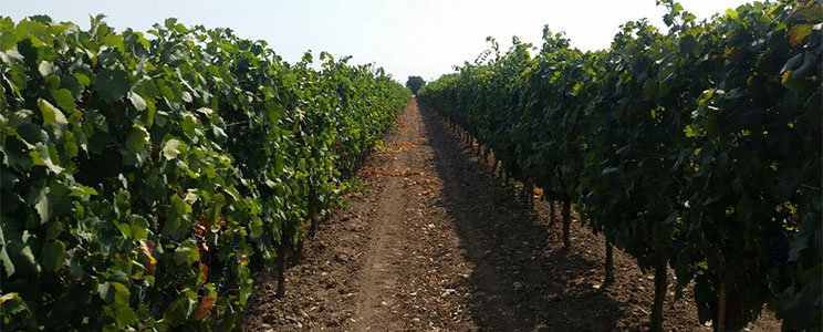 Terre Avare