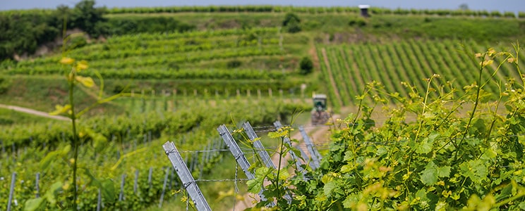 Winzergenossenschaft Jechtingen-Amoltern