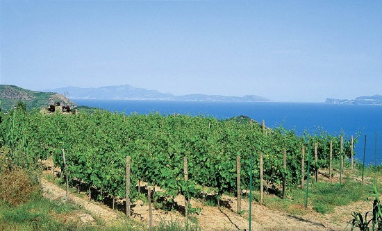 Cenatiempo Vini d’Ischia