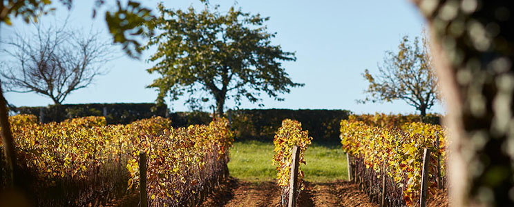 Château Suduiraut