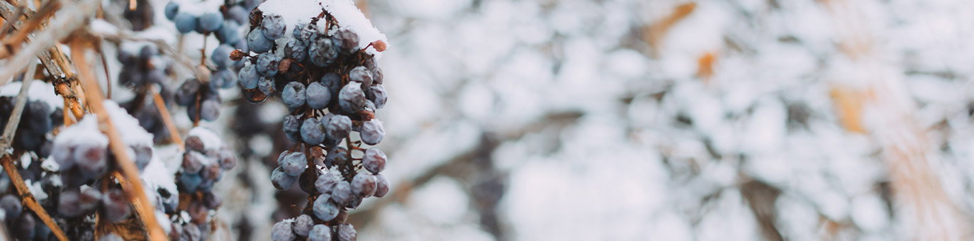 Gefrorene Weintrauben im Winter für die Herstellung von hochwertigem Eiswein