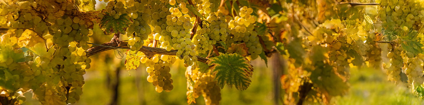 Frisch geerntete Gewürztraminer Trauben an der Rebe im Weinberg