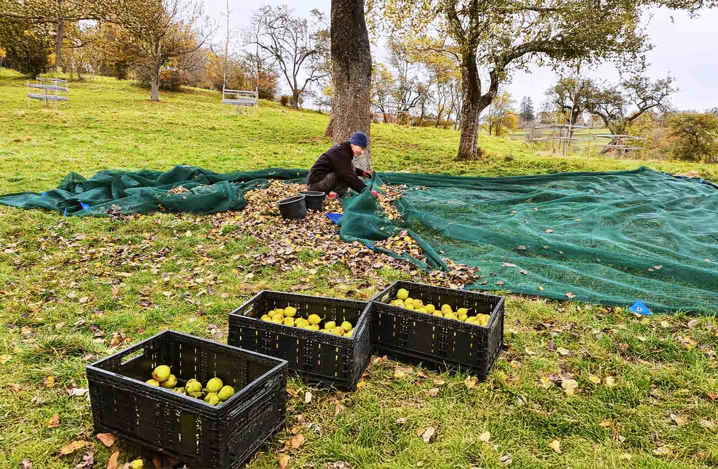 1785 Cider