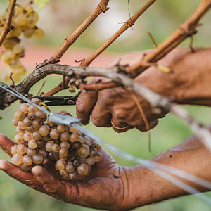 Terre da Vino