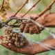 Terre da Vino