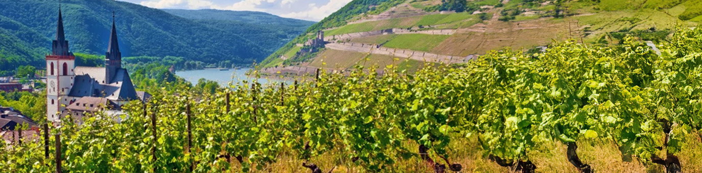 Weinregion Rheinhessen mit Weinbergen und Blick auf den Rhein