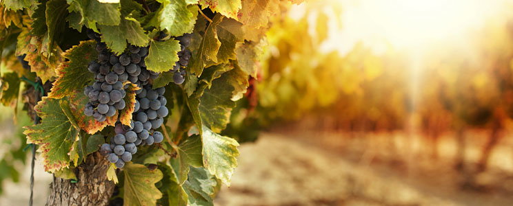 Weinschmiede