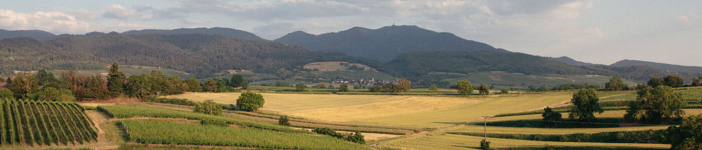 Noll