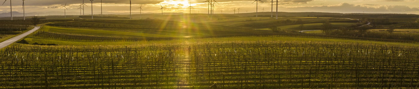 Winzerfamilie Pfalz