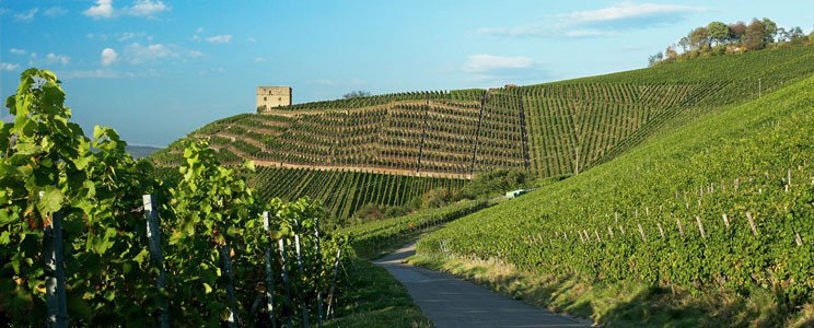 Herzog von Württemberg