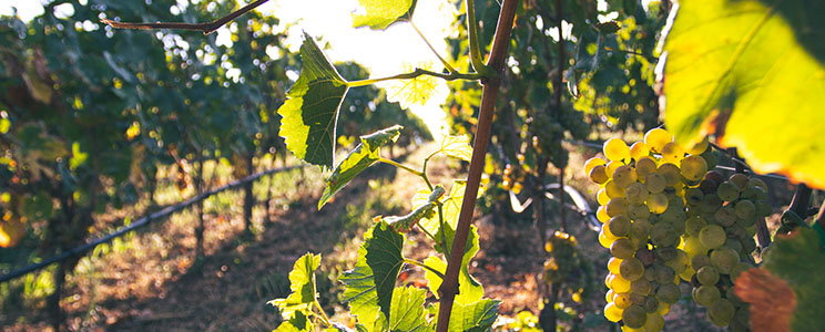 La Collina dei Ciliegi