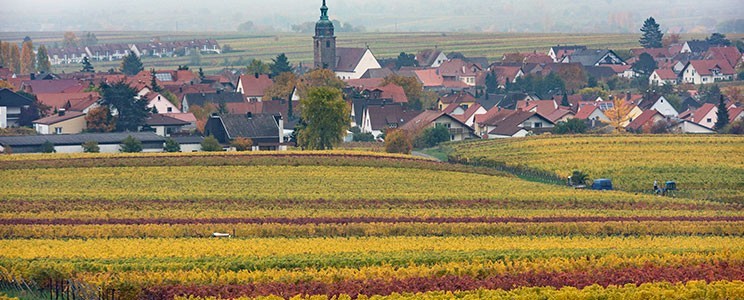 Scherr