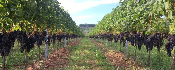 Tenuta Iris