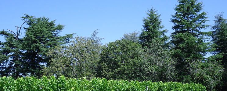 Château Lafleur Beausejour