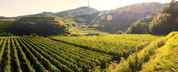 Bickensohler Weinvogtei