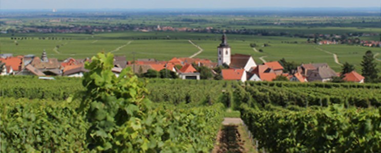 Möwes