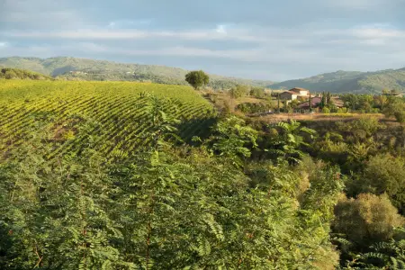 Weinberg in Italien