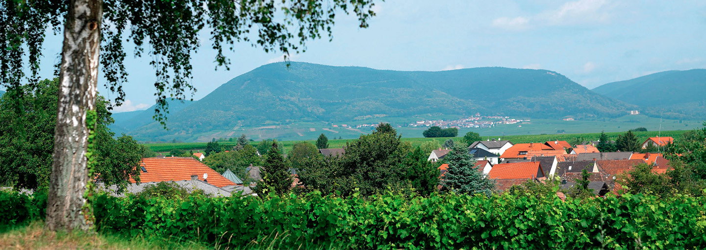 Weingut Pfaffmann