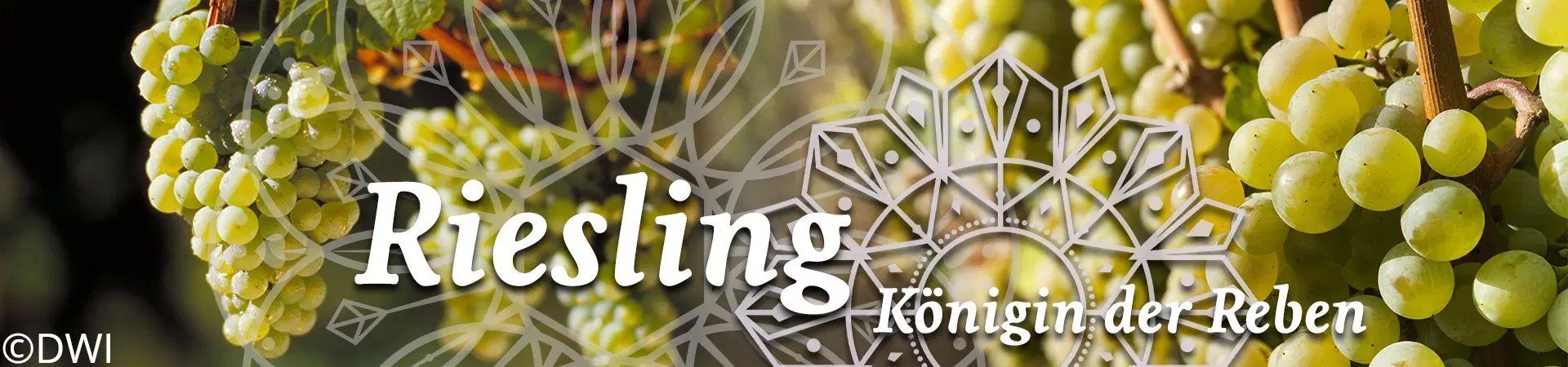 Riesling Reben