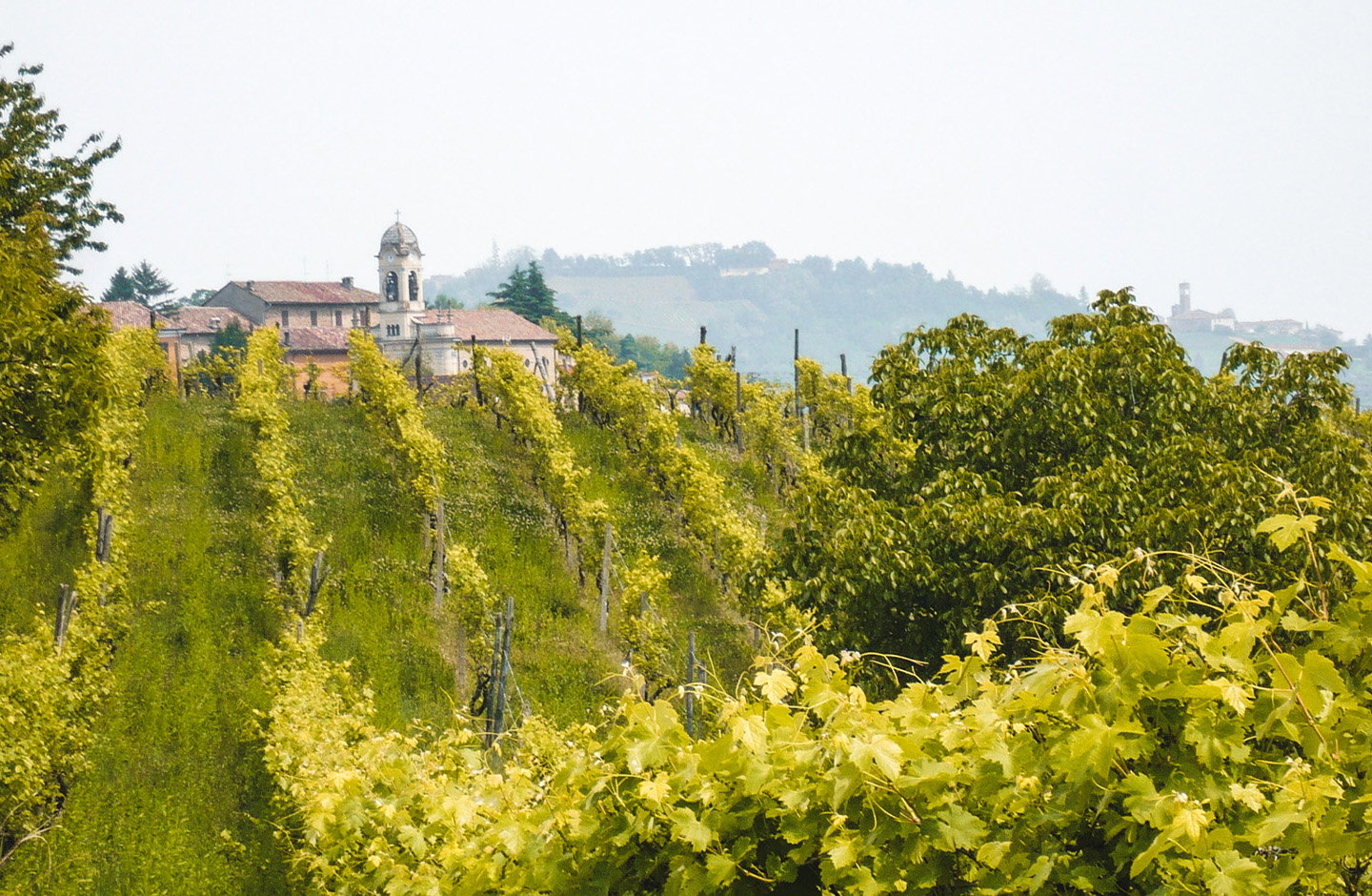 Vignaquaranti