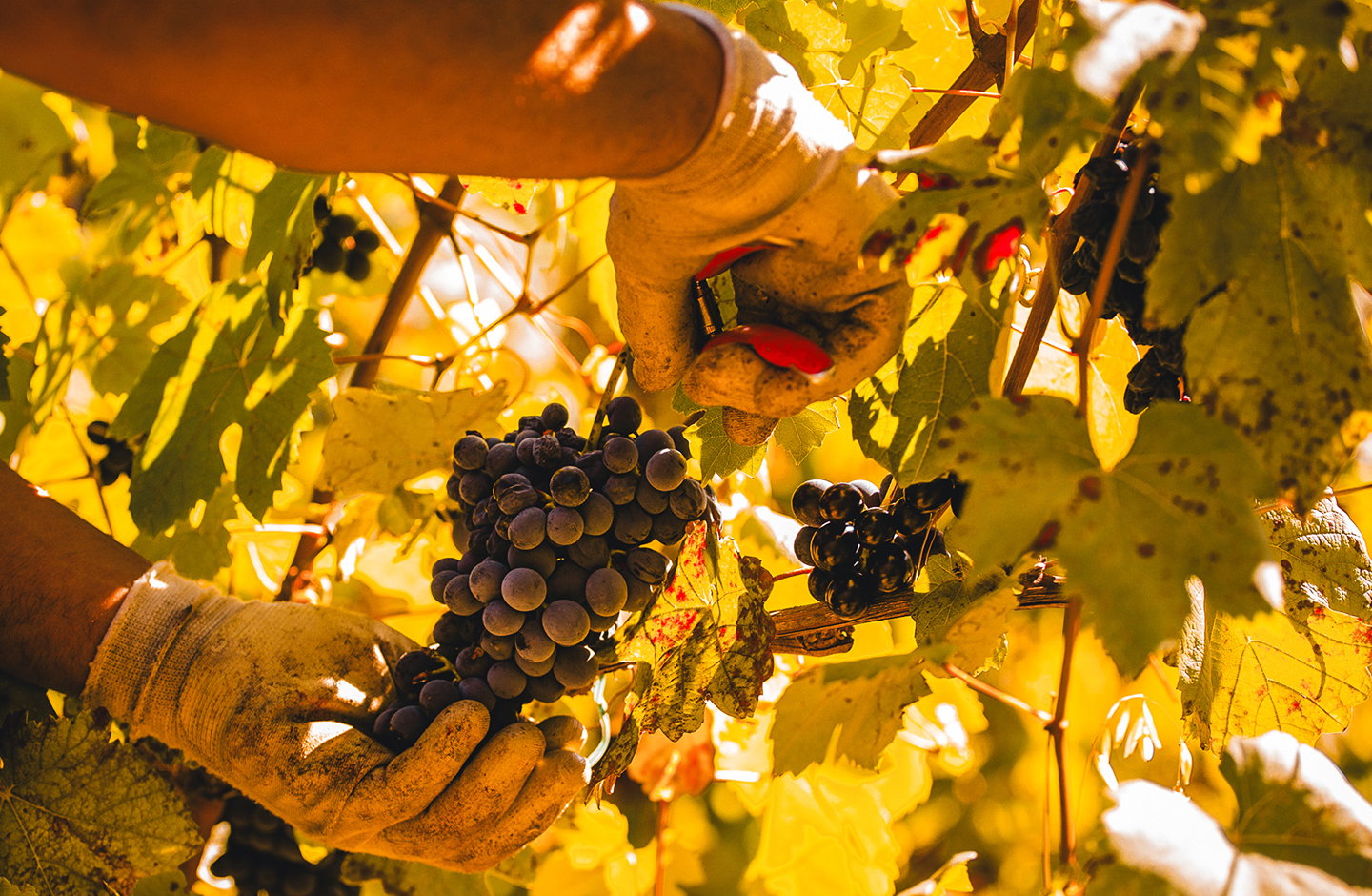 Tenuta La Bertuzza