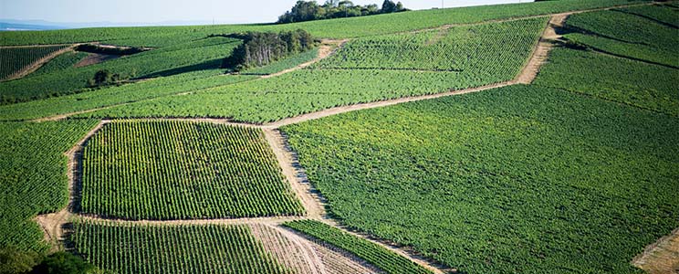 Domaine Jean-Paul & Benoit Droin