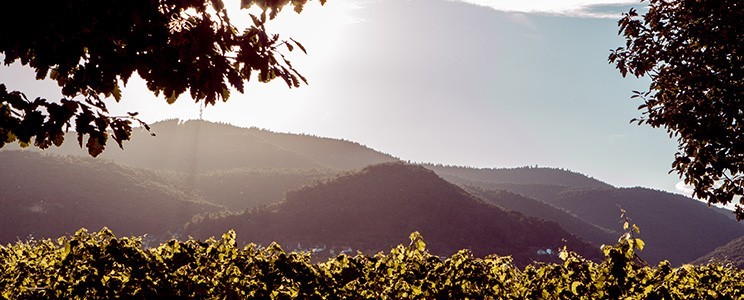 Weinbiet