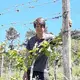 Weingut Teutsch