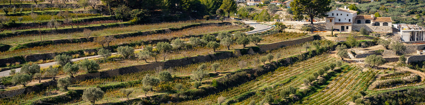 Terrassierte Weinberge mit Olivenbäumen und Natursteinhäusern in einer spanischen Hügellandschaft.