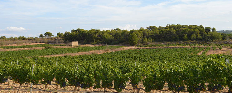 Vins Algars