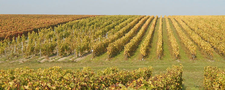 Sauvète