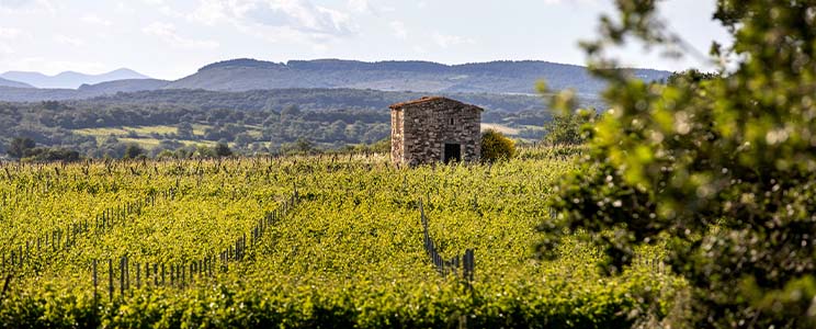 Domaine de Nizas