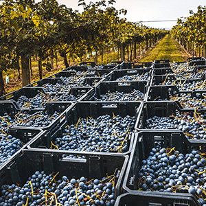 Azienda Agricola Mocali di Ciacci Tiziano