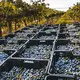 Azienda Agricola Mocali di Ciacci Tiziano