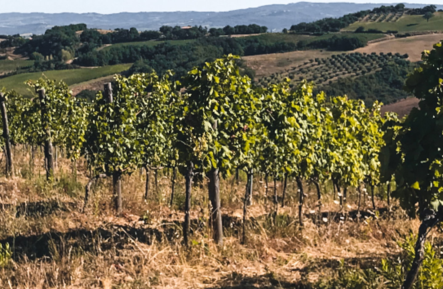 Poggio Levante