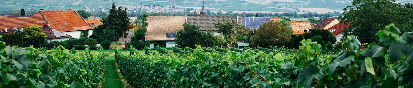 Fischborn-Schenk