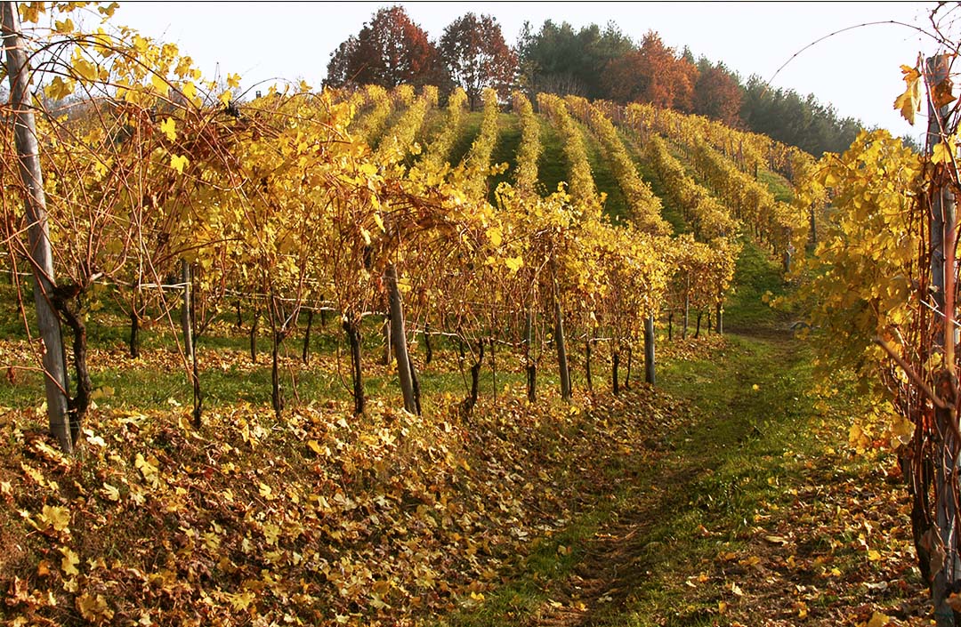 Antichi vigneti di Cantalupo