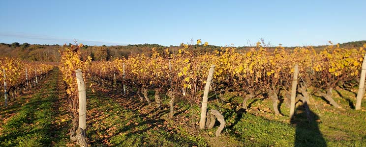 Bois Mayaud