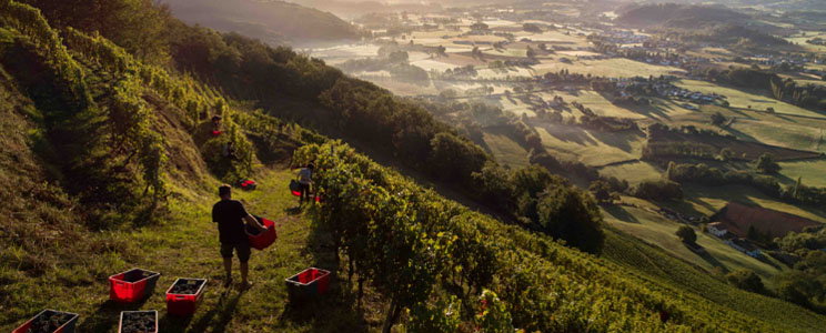 Domaine Apatia