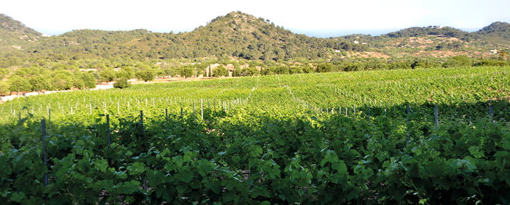 Castell del Sud