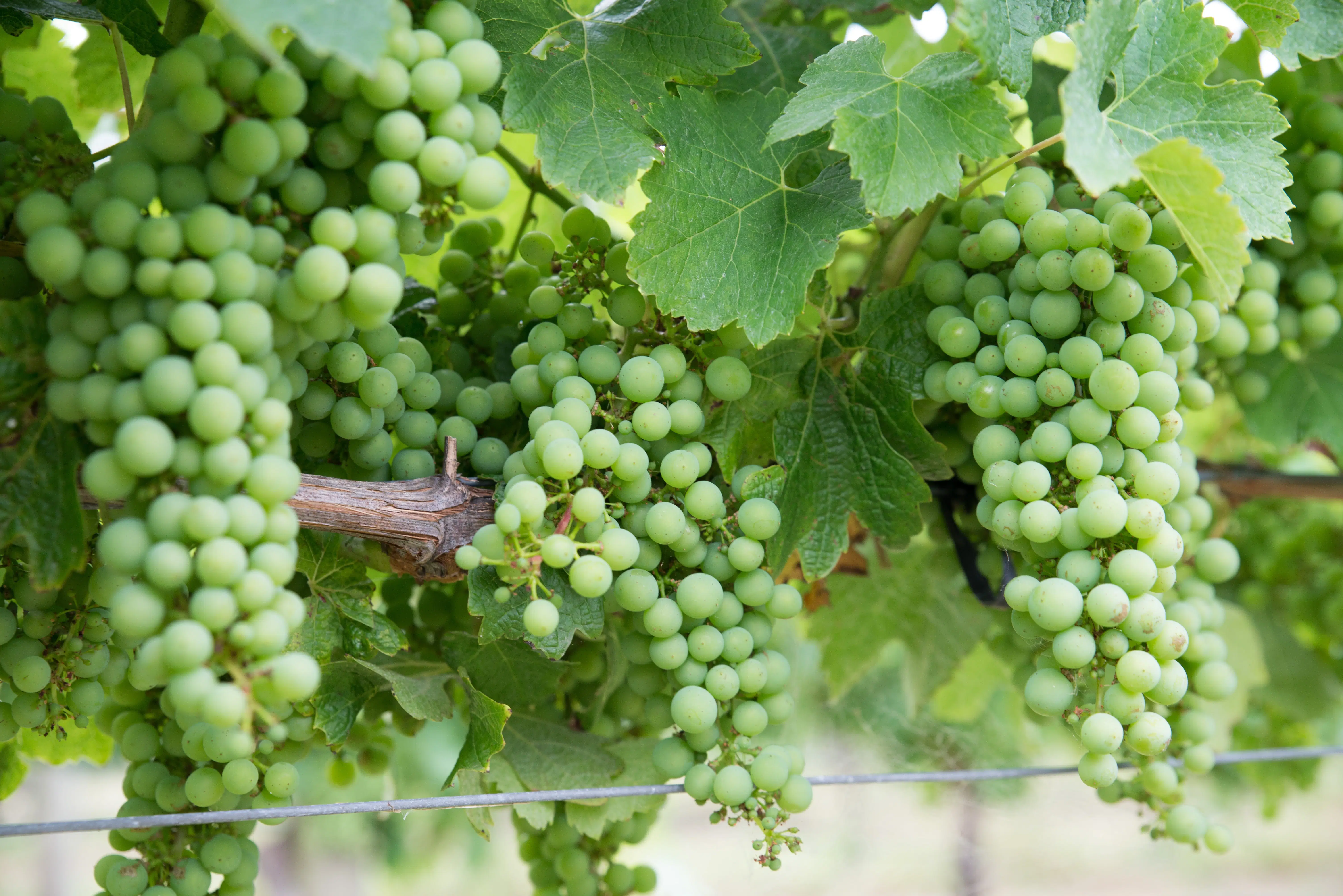 Chardonnay Trauben