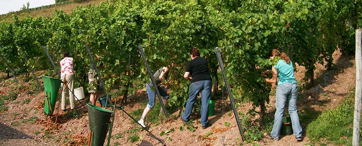 Weingut-Destillerie Harald Sailler