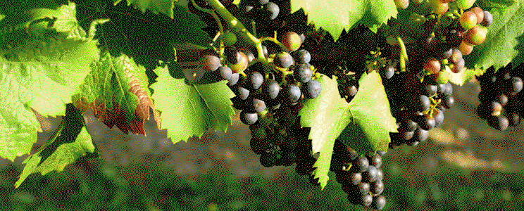 Otto Schäfer